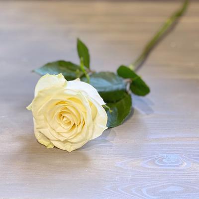 Белая роза 70 см.